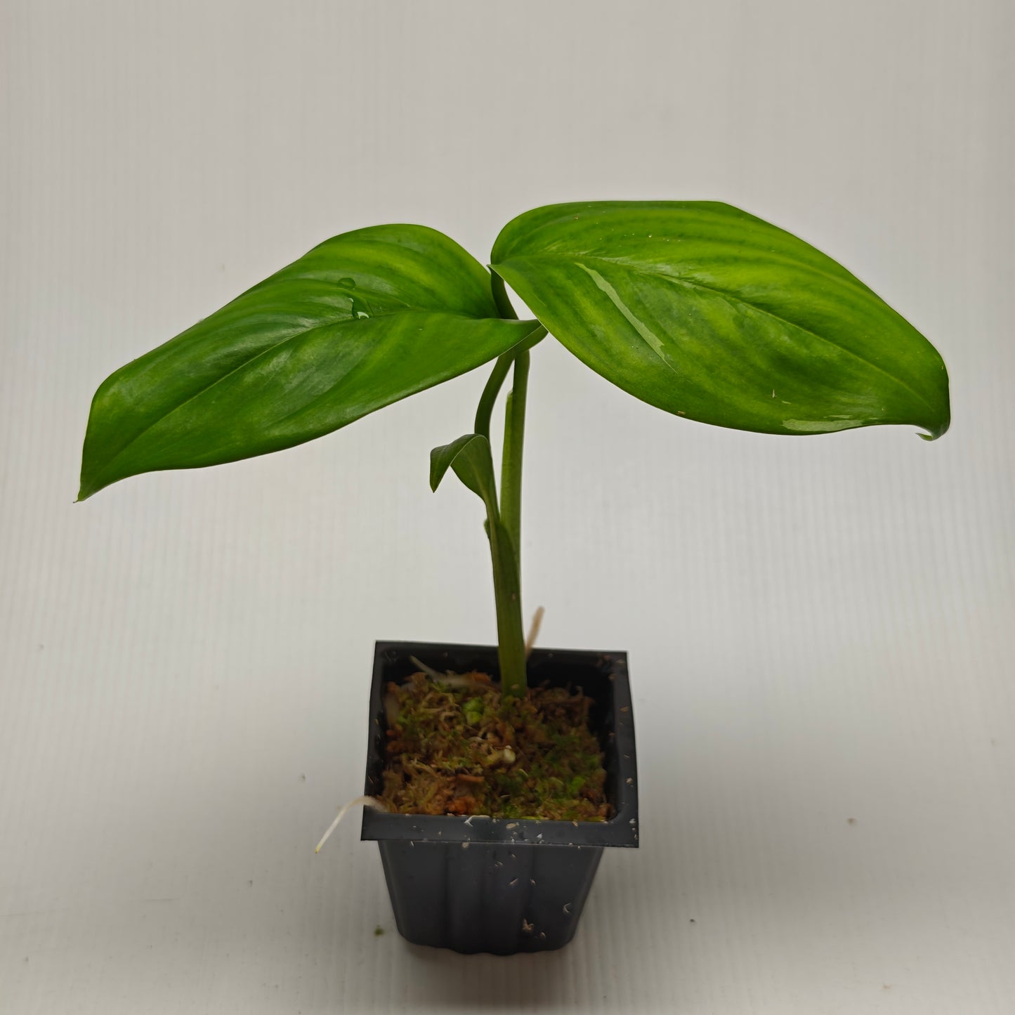 Scindapsus hederaceus Blue albo