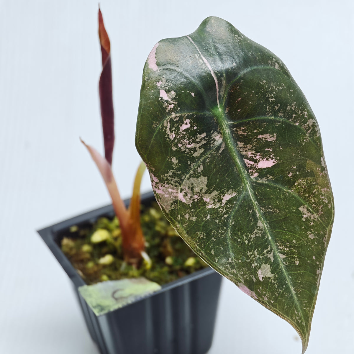 Alocasia sedenii Pink Variegated