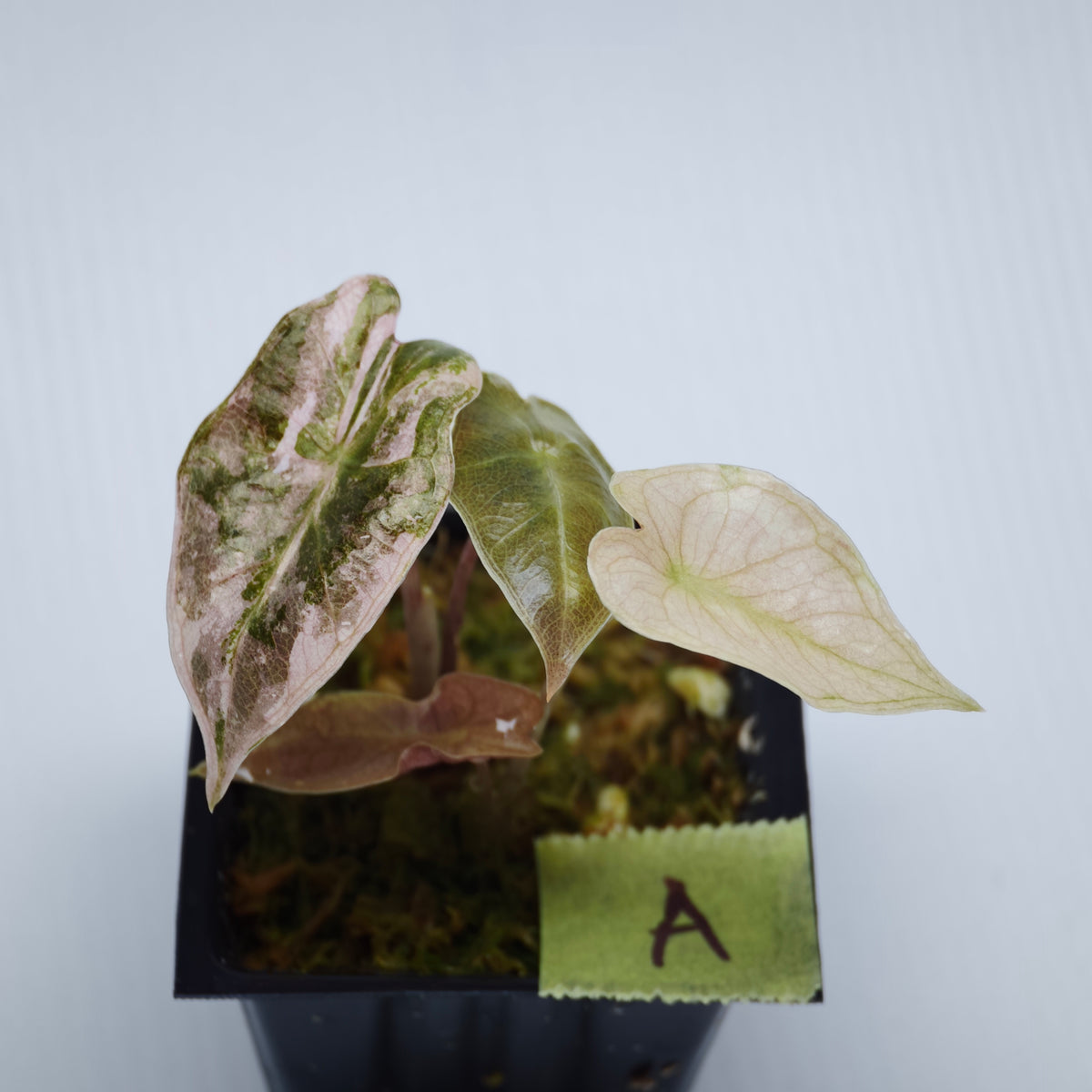 Alocasia pseudosanderiana Pink Variegated