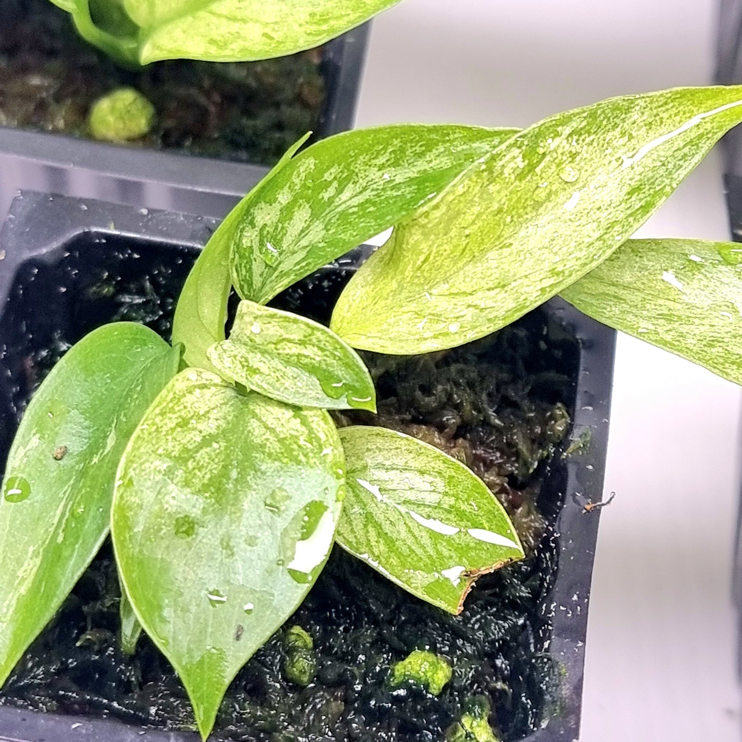 Rhaphidophora tetrasperma Mint
