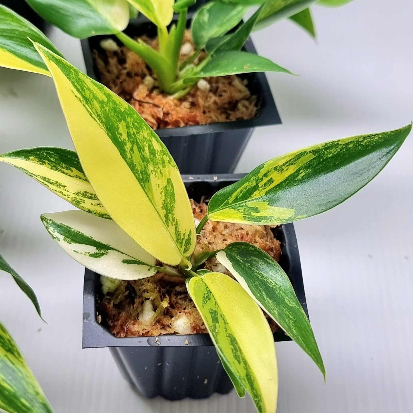 Philodendron Imperial Green Variegated