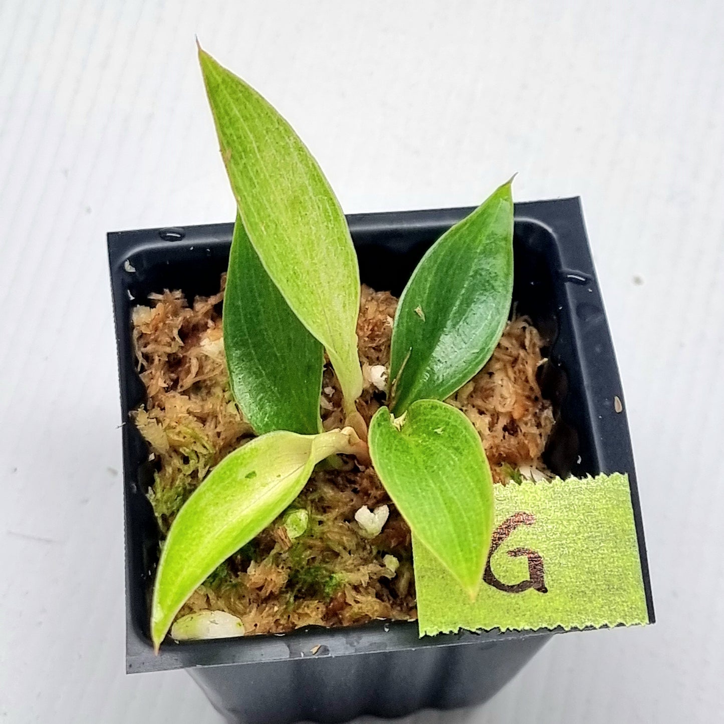 Philodendron Caramel Pink Mint / Strawberry Mint