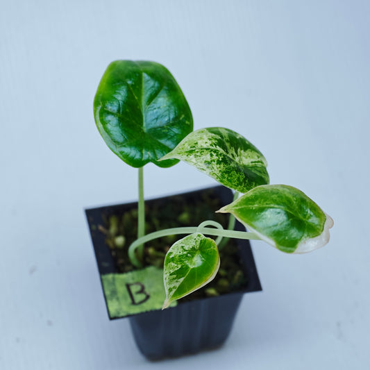 Alocasia Dragon Scale Mint Variegated