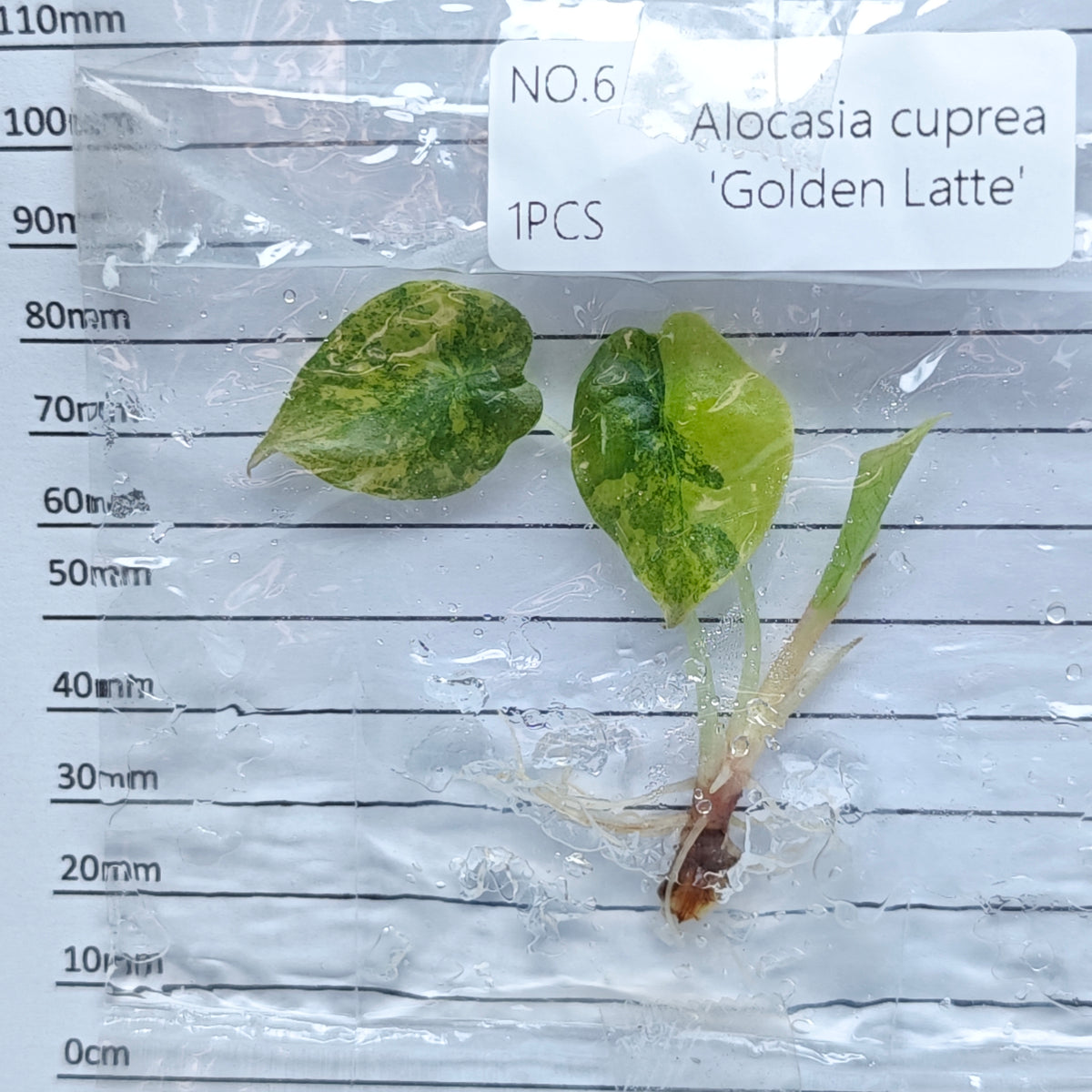 Alocasia cuprea Golden latte Variegated (1plant/bag) - Tissue culture