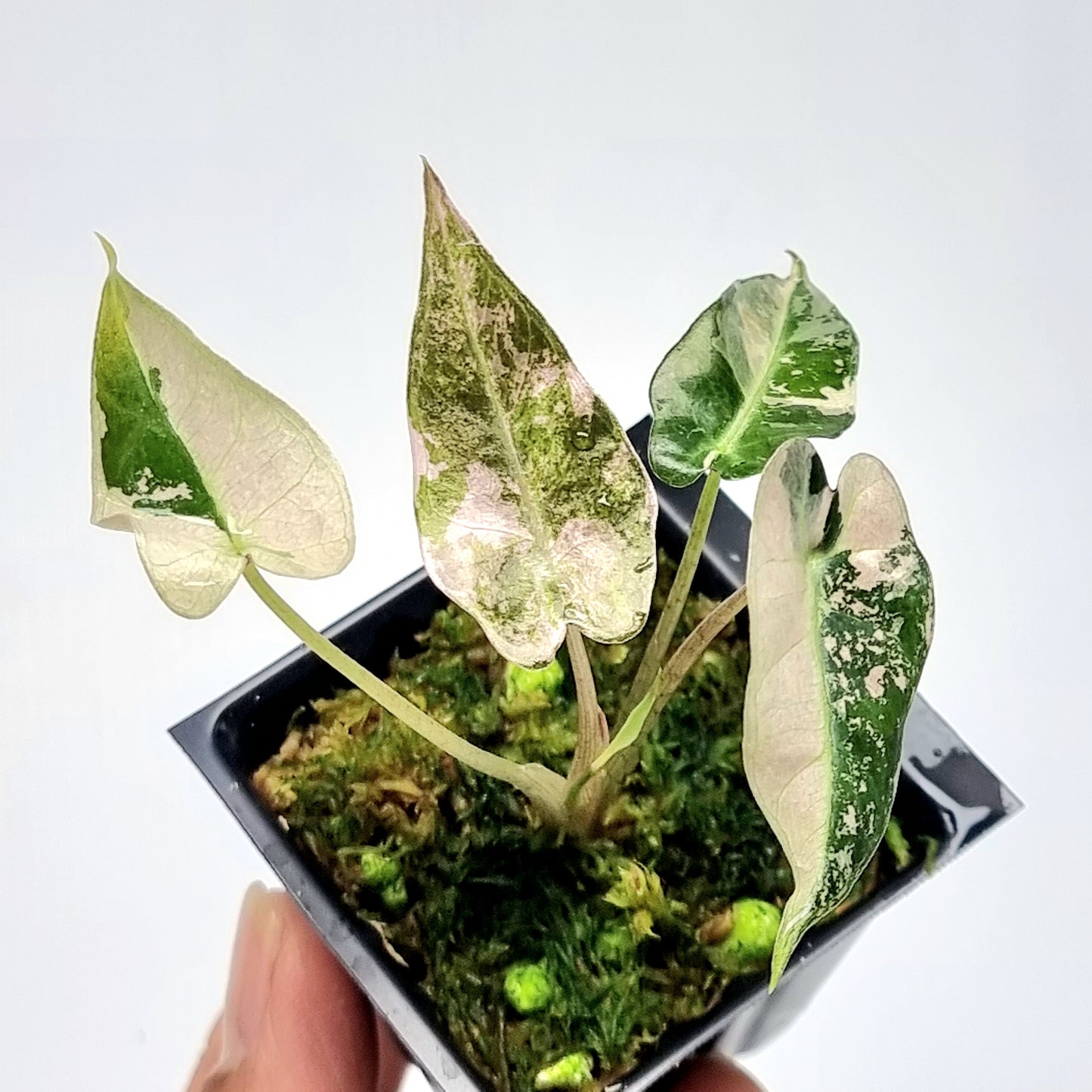 Alocasia Bambino Pink Variegated