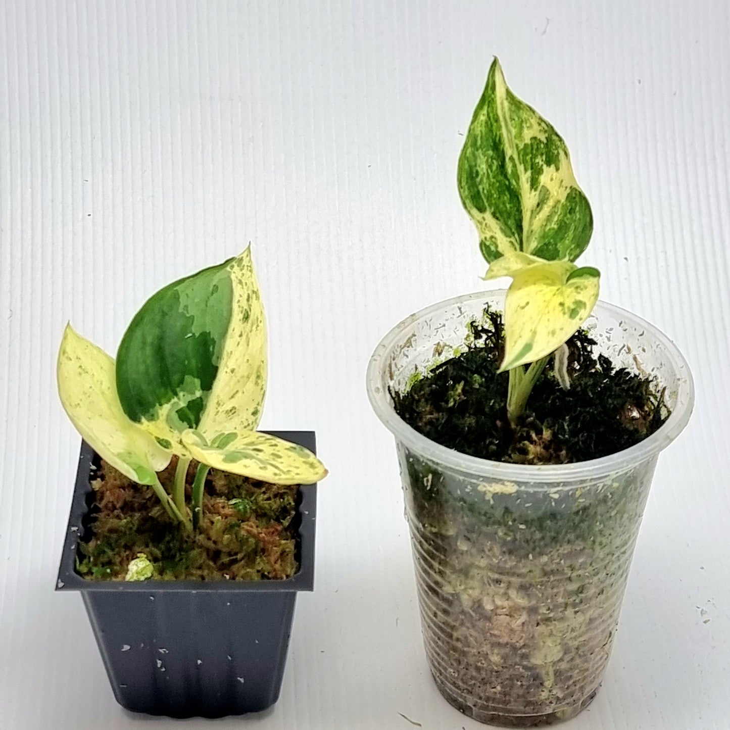 Scindapsus Jade Satin Silver White