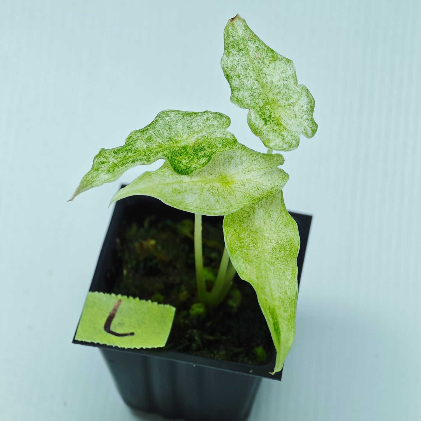 Alocasia Black Satun Stardust