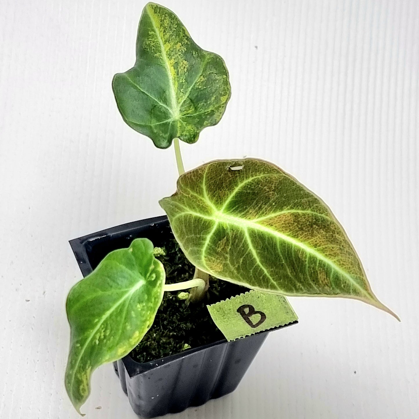 Alocasia Black Velvet Gold Variegated