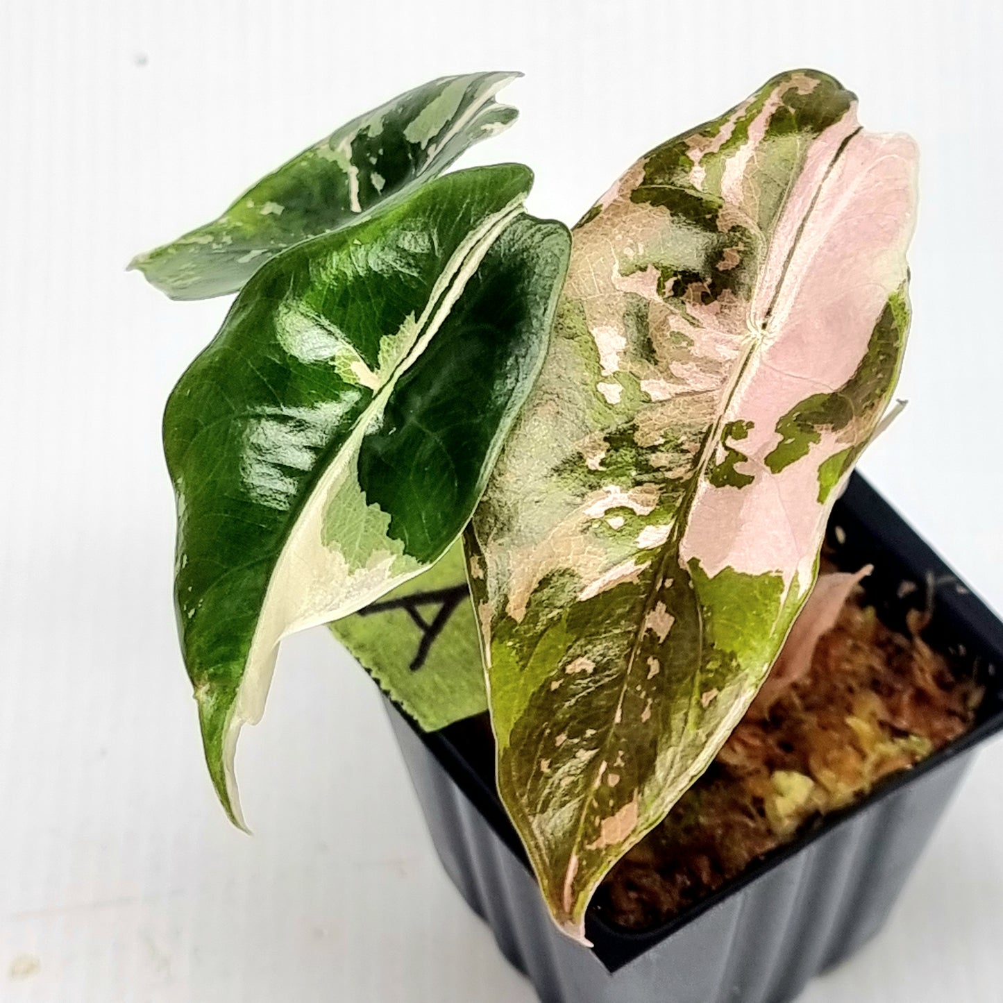 Alocasia Chantrieri Pink Variegated