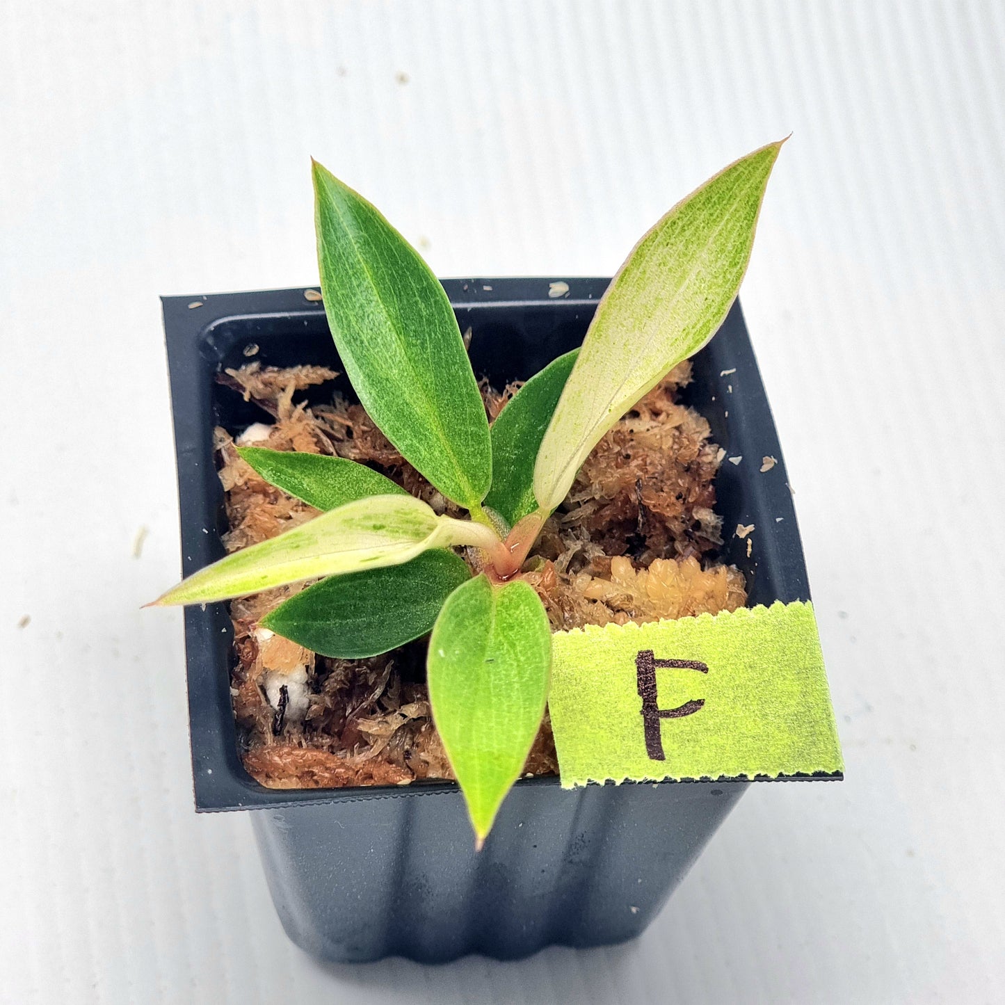 Philodendron Caramel Pink Mint / Strawberry Mint