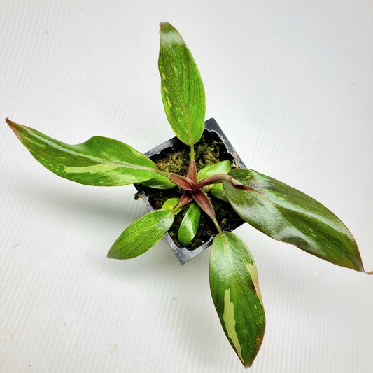 Philodendron Red Anderson (Low variegated)