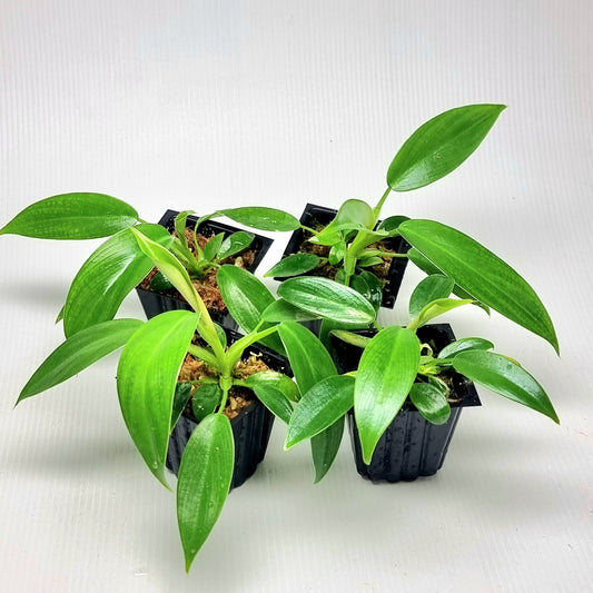 Philodendron Whipple Way Reverted