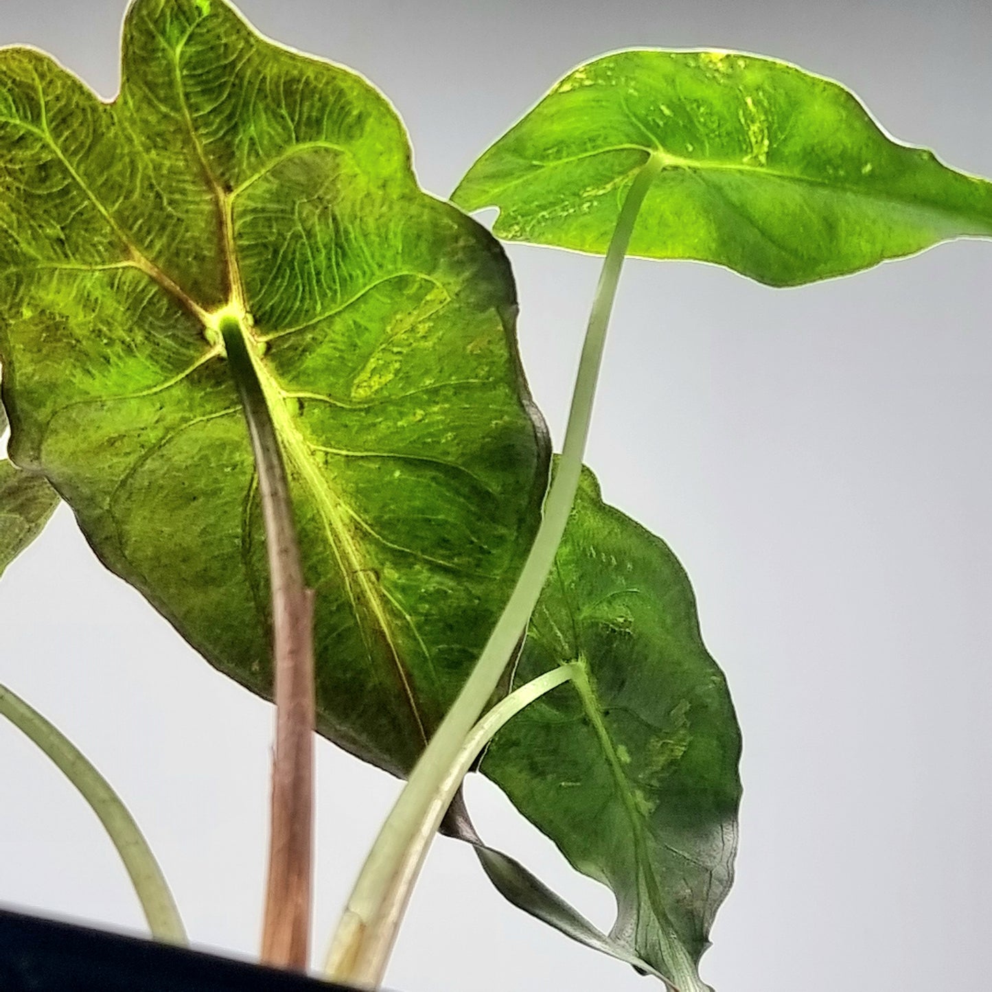 Alocasia Venom Aurea Variegated