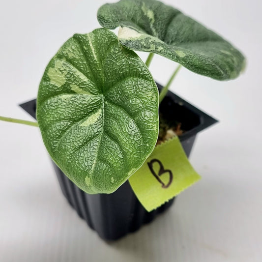 Alocasia melo Albo variegated