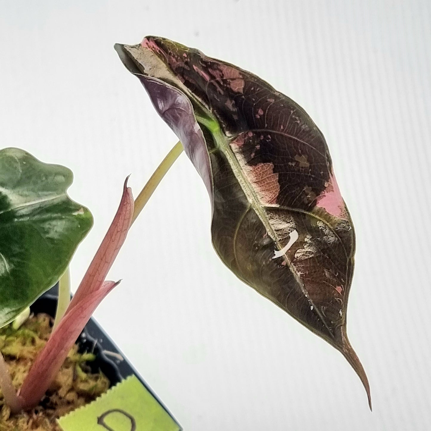 Alocasia Chantrieri LOW Variegated