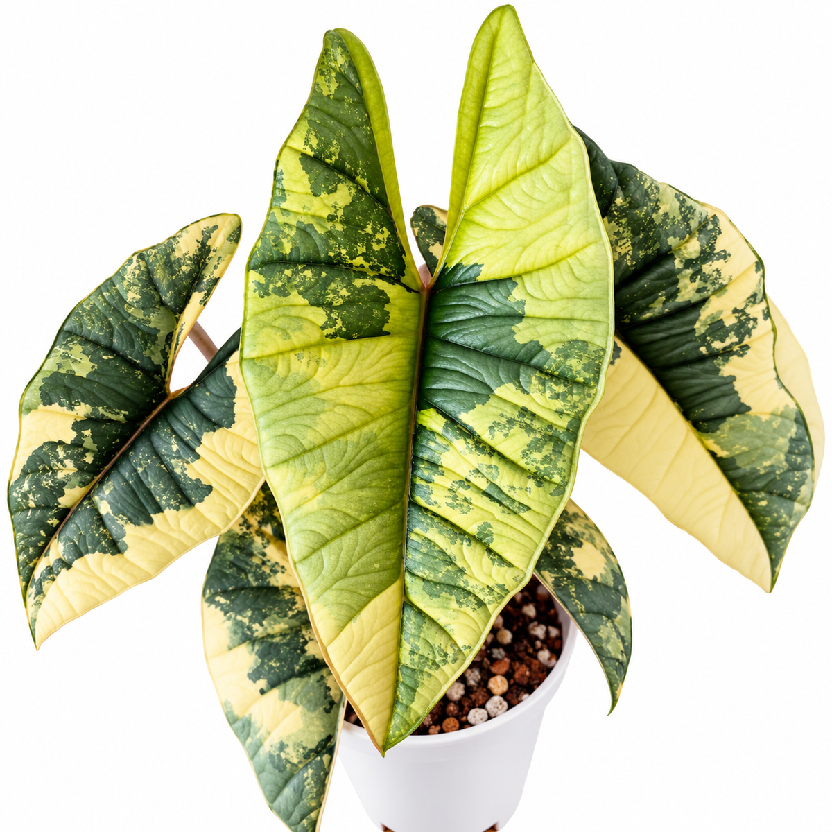 Alocasia nebula Aurea Variegated PRE-ORDER - Tissue culture (1plant/bag)