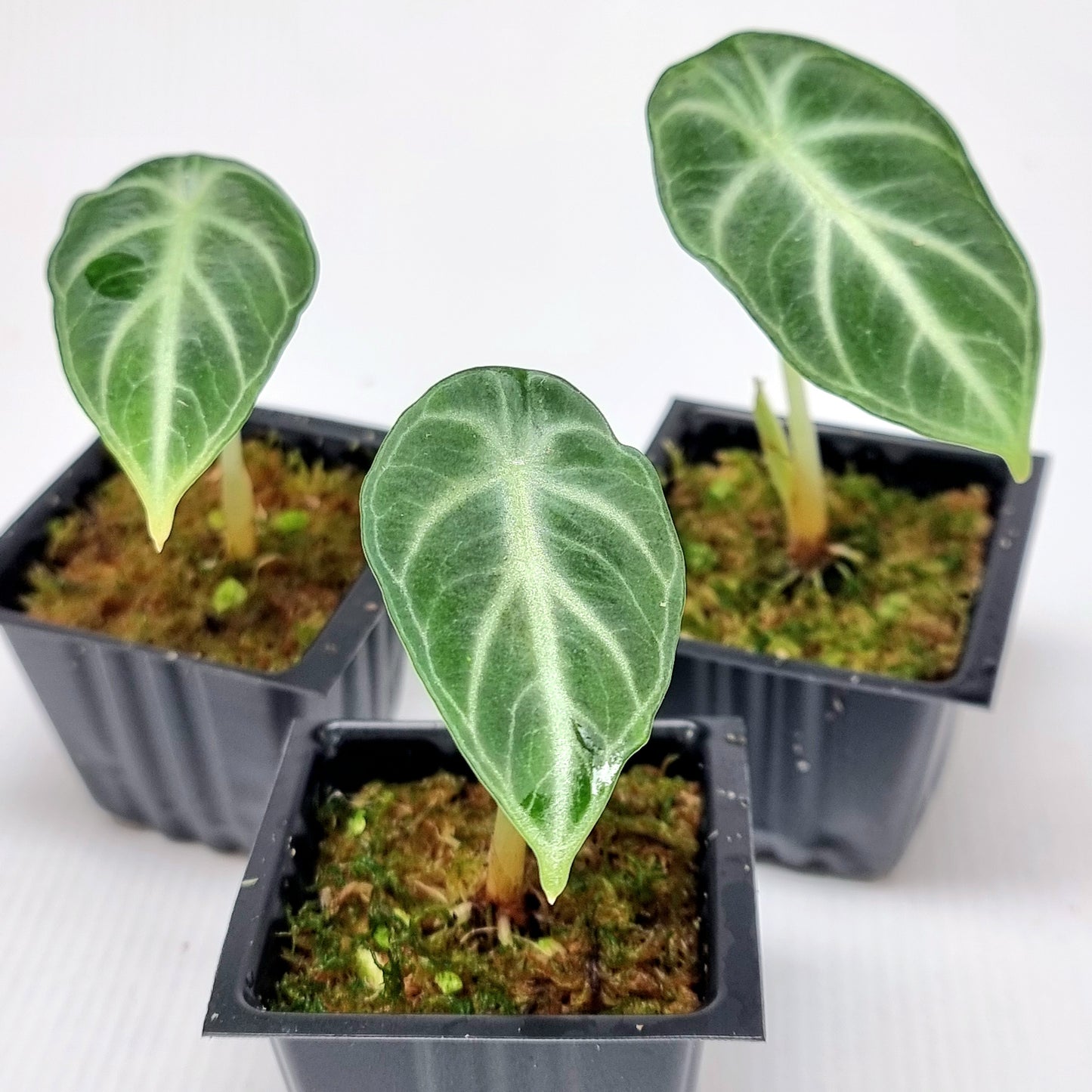 Alocasia Ninja Albo Reverted (corm grown)