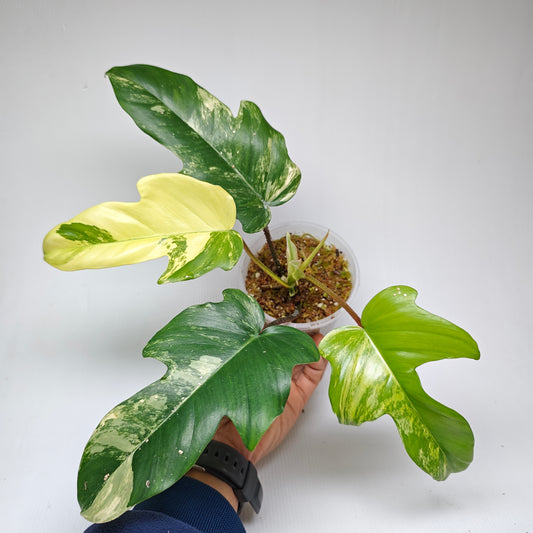 Philodendron squamiferum X P. Florida Beauty Variegated, 100mm