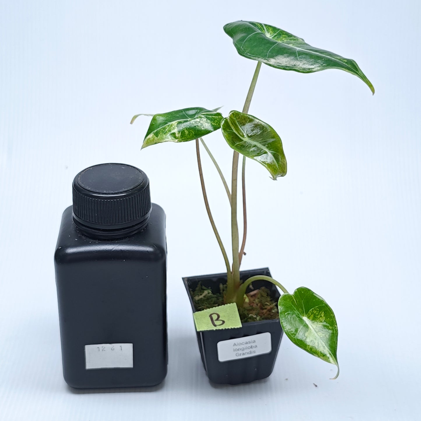 Alocasia longiloba Grandis Aurea Variegated