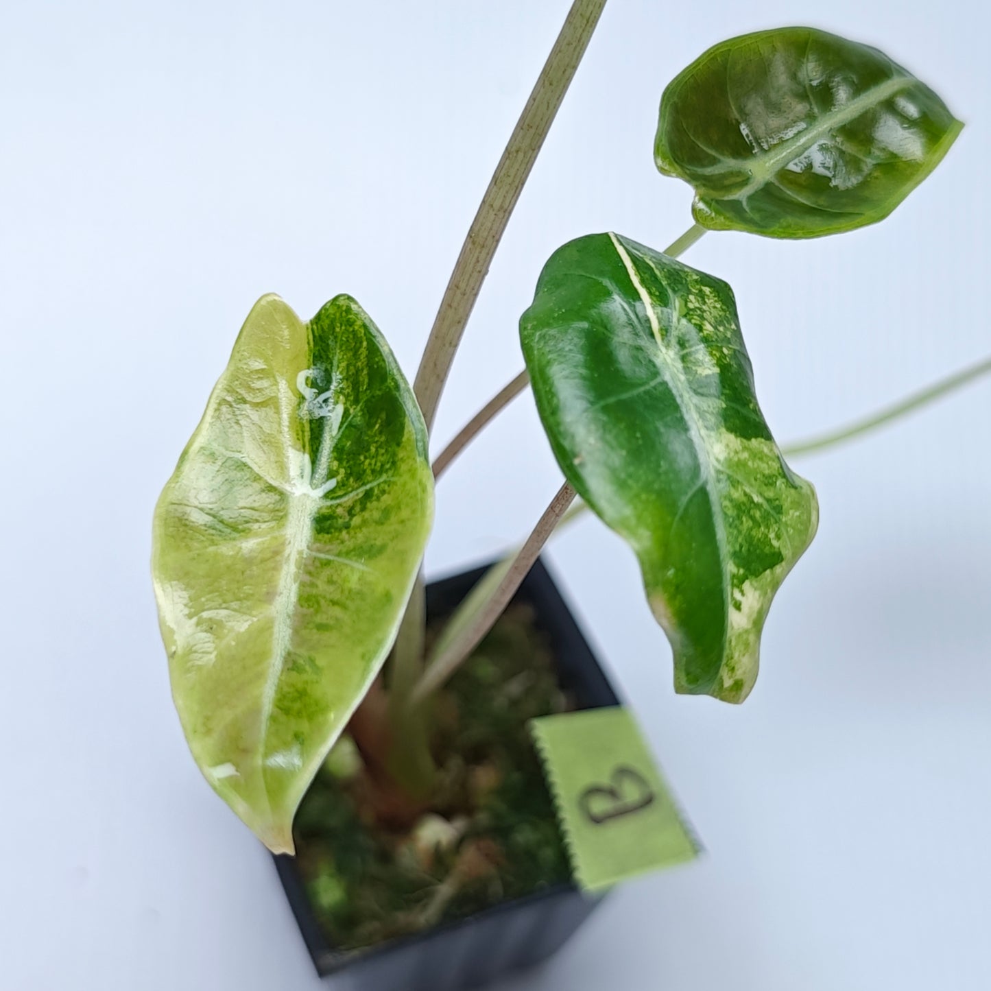 Alocasia longiloba Grandis Aurea Variegated