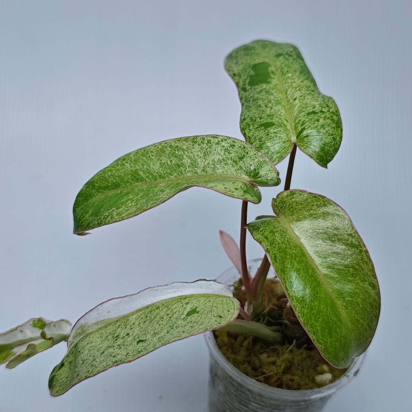 Philodendron Paraiso Verde Albo LOW Variegated