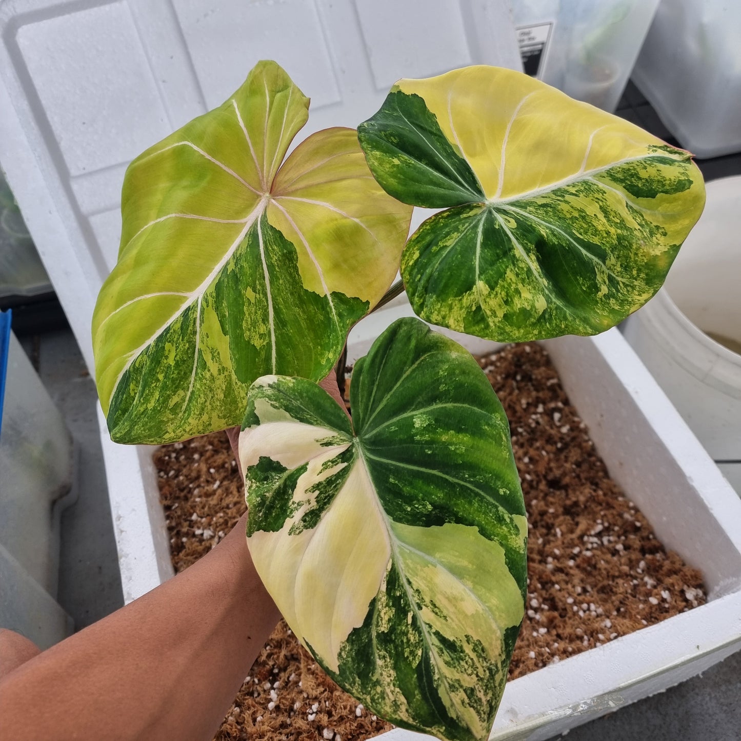 Philodendron gloriosum Variegated