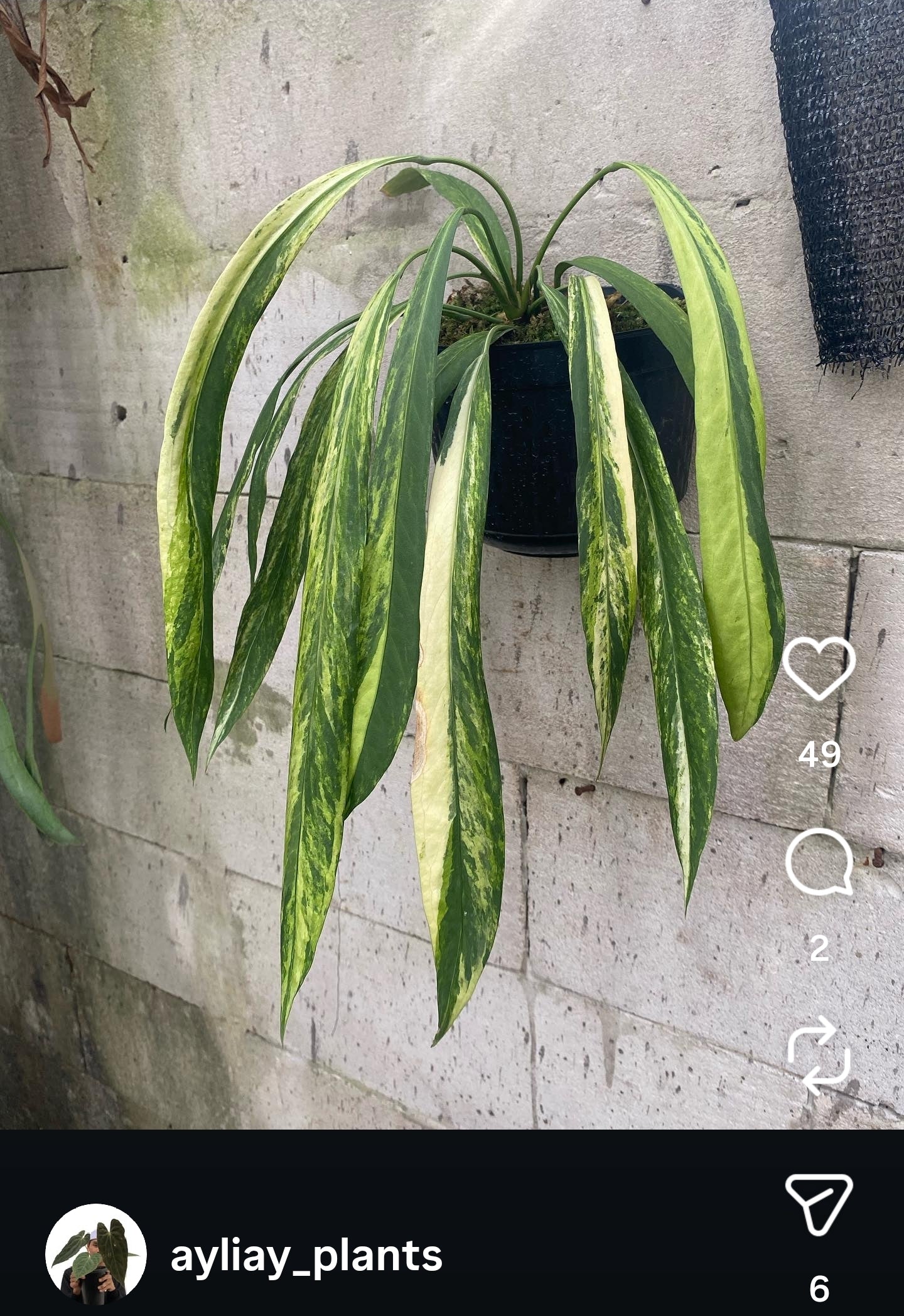 Anthurium vittariifolium Variegated