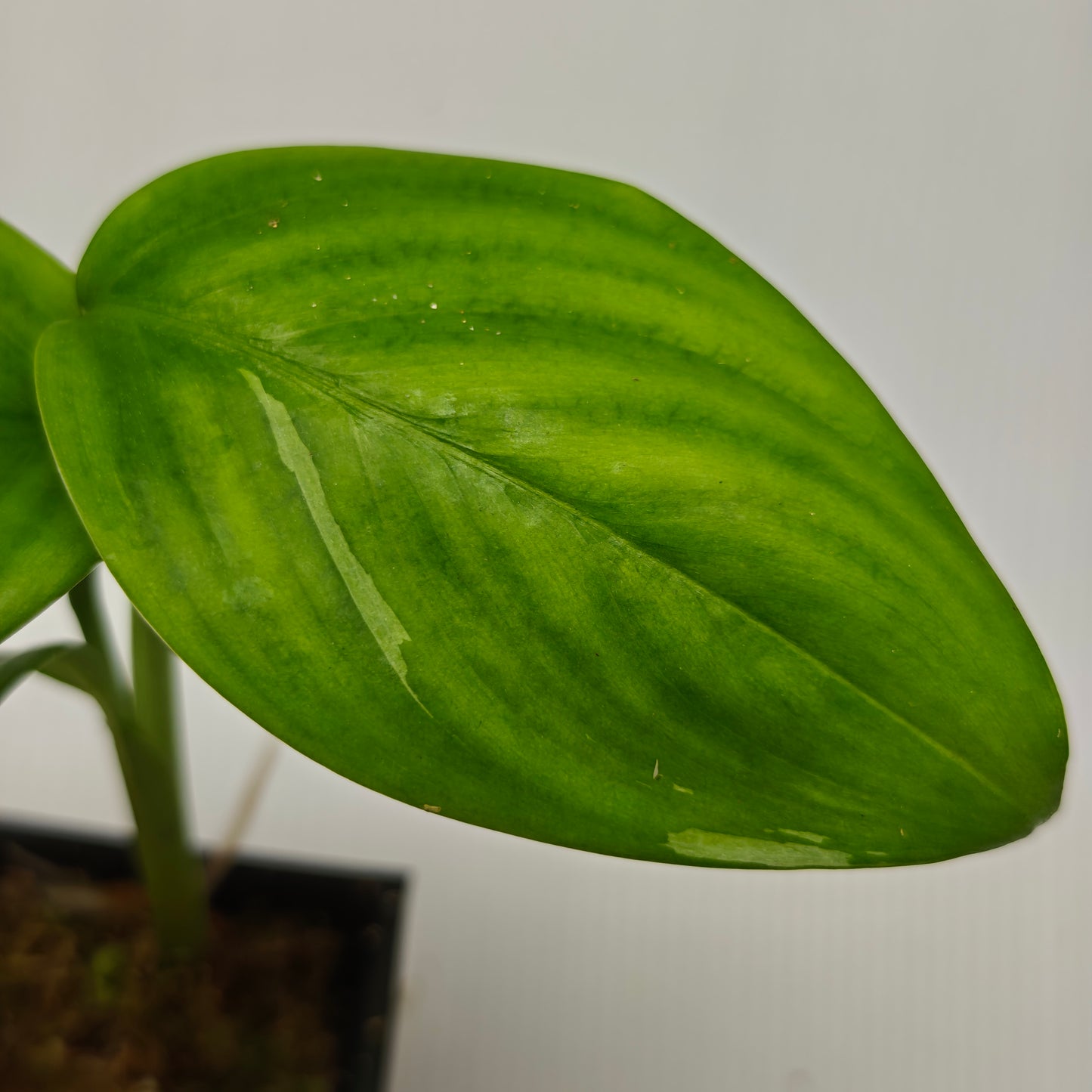 Scindapsus hederaceus Blue albo