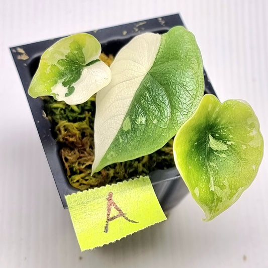 Alocasia melo Albo variegated
