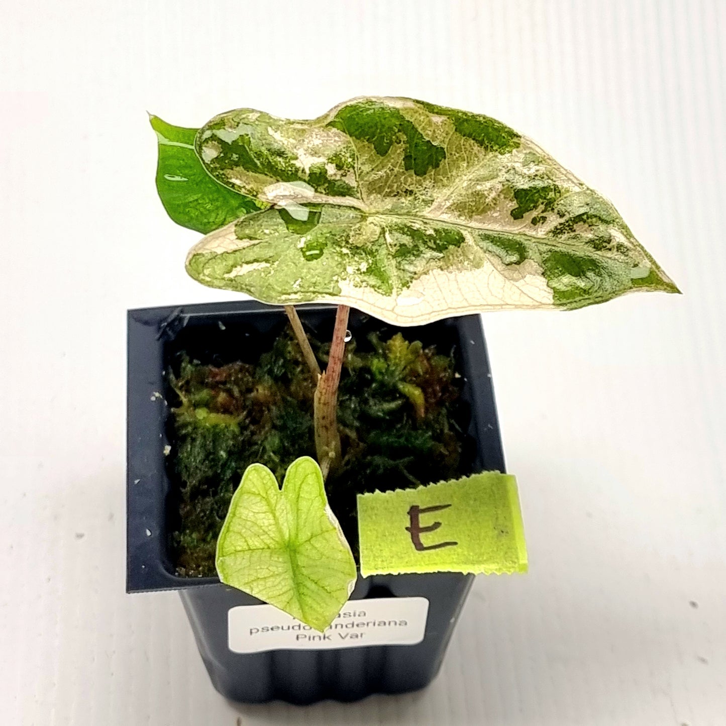 Alocasia pseudosanderiana Pink Variegated