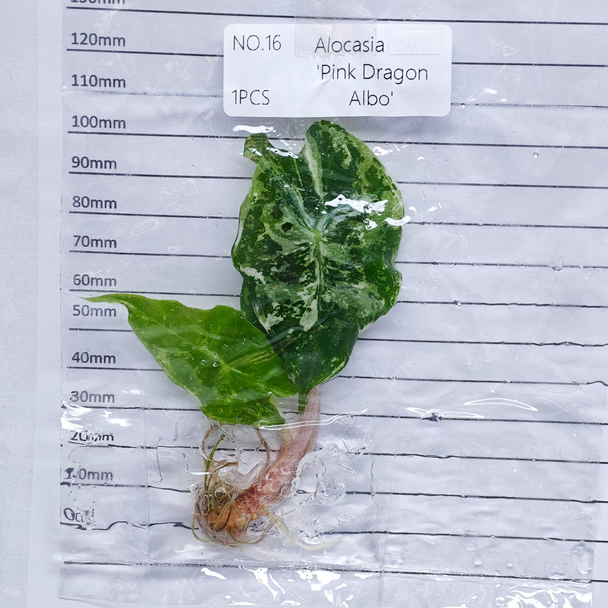 Alocasia Pink Dragon Albo/Pink Variegated (1plant/bag) - Tissue culture
