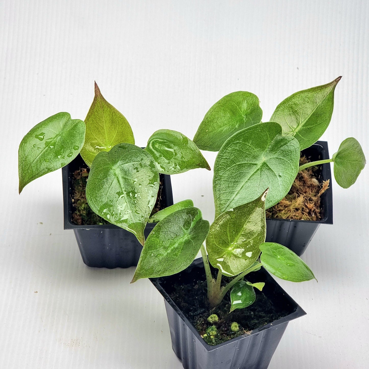 Alocasia wentii Reverted