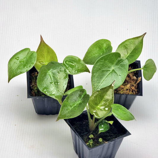 Alocasia wentii Reverted