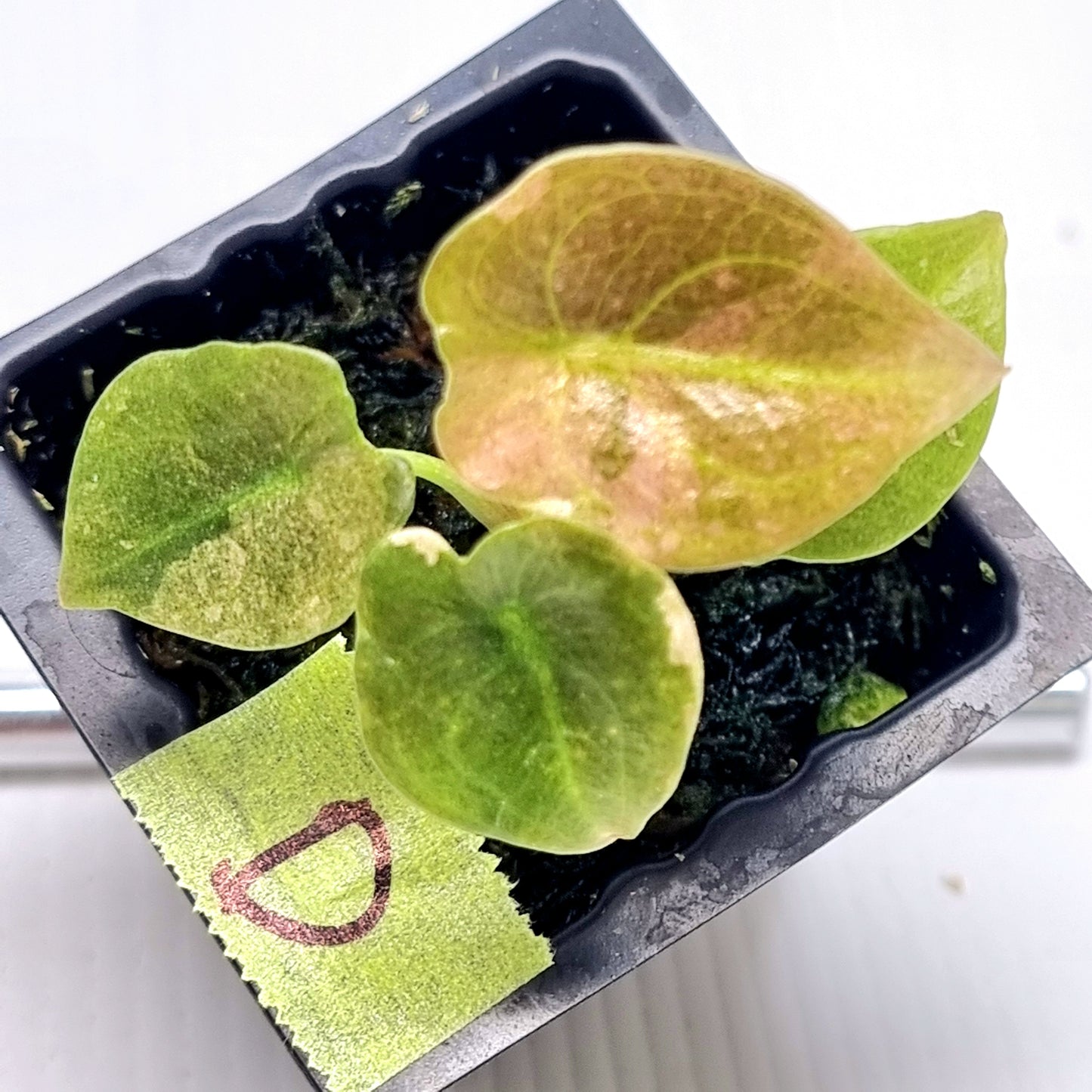 Alocasia cuprea Variegated