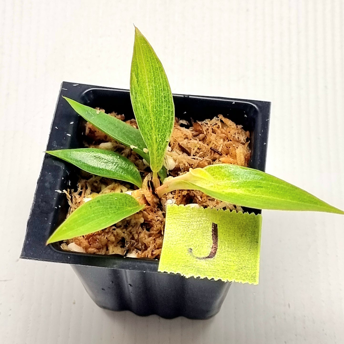 Philodendron Caramel Pink Mint / Strawberry Mint