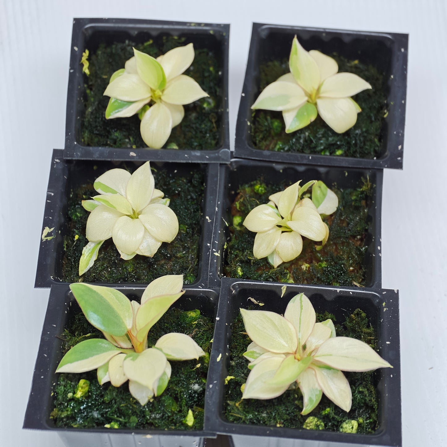 Philodendron billietiae sectoral HIGH variegation