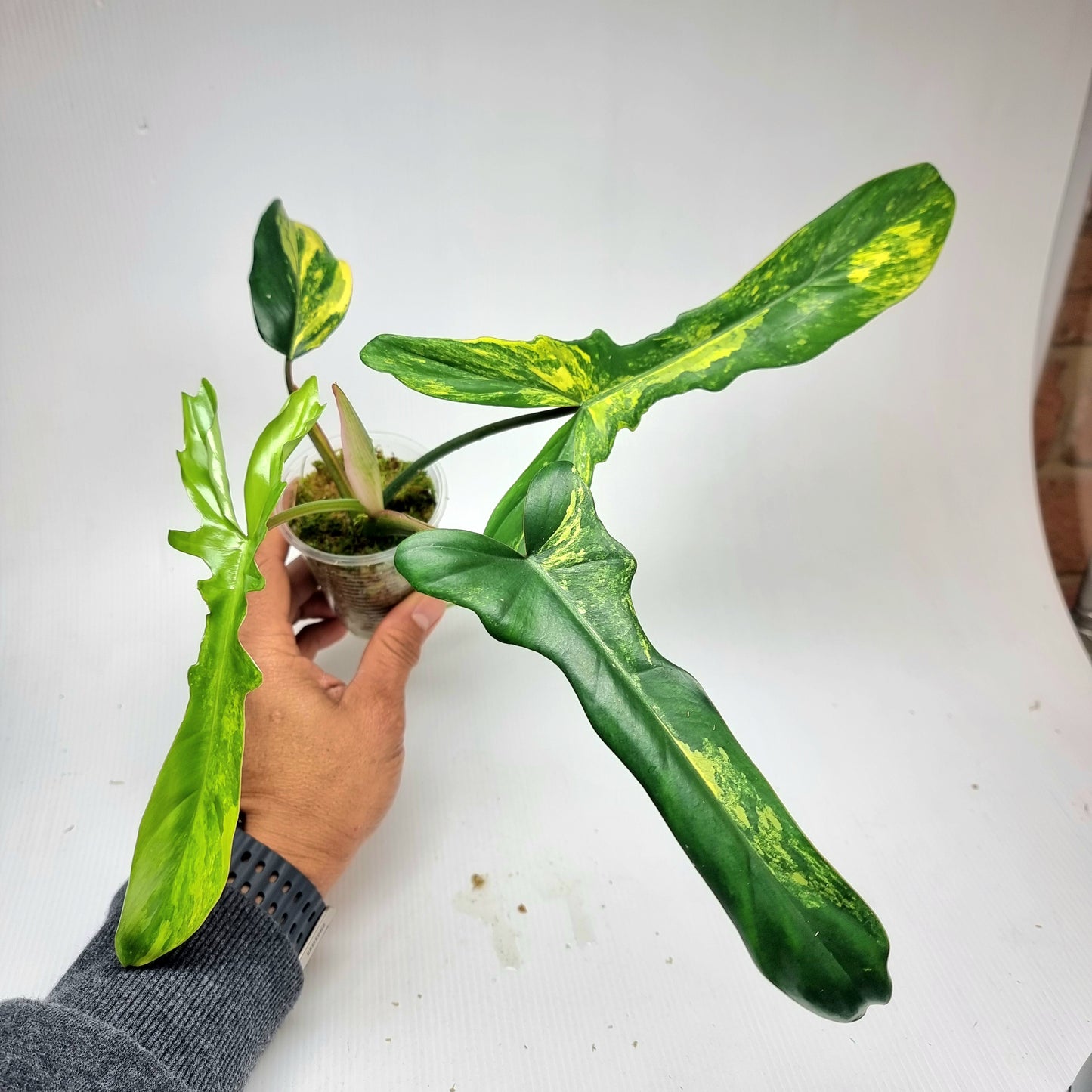 Philodendron Chaos (FBxMY narrow)