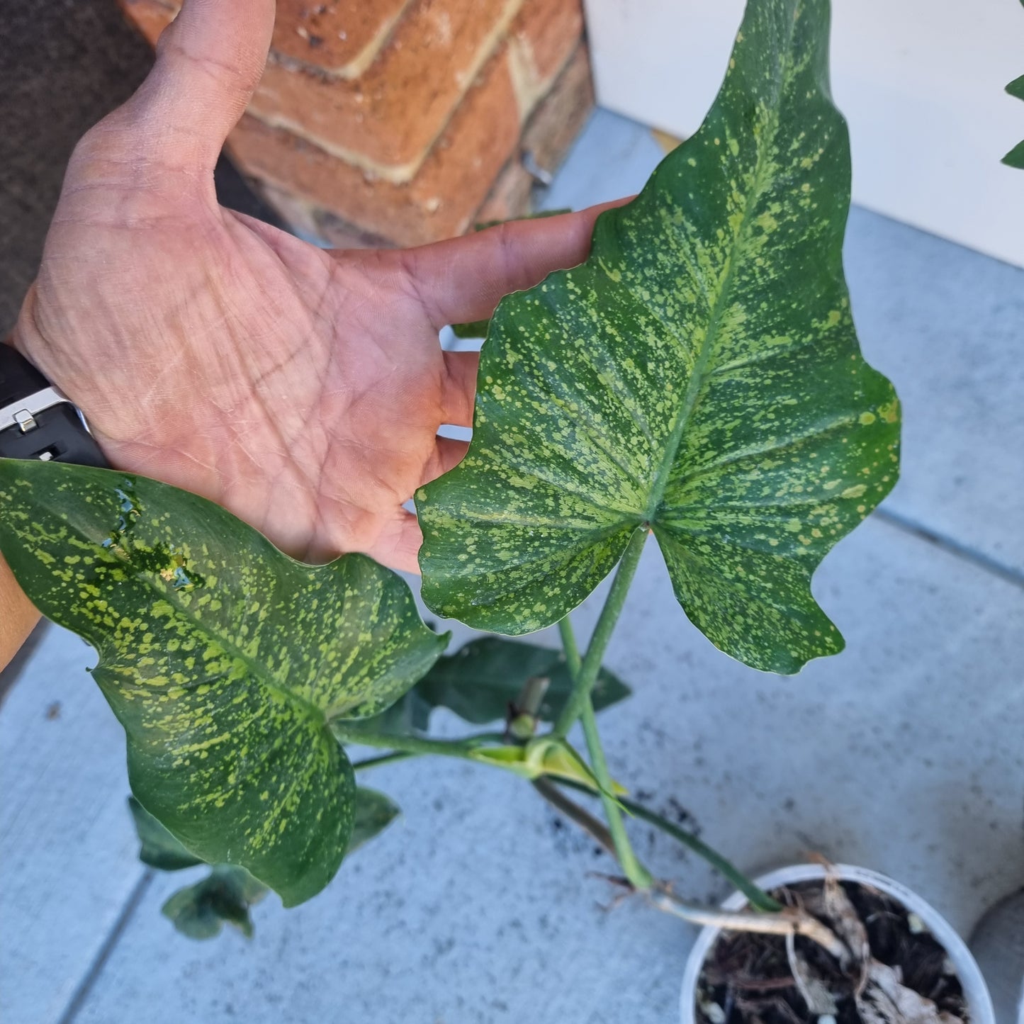 Philodendron Golden dragon 'Gold spot'