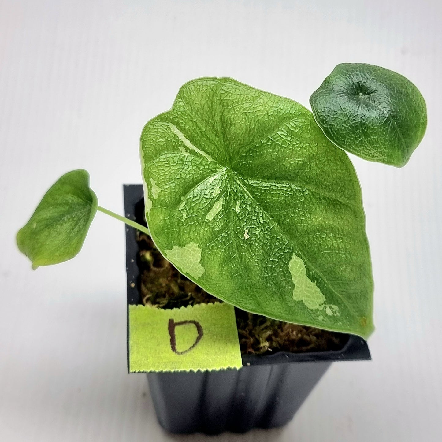 Alocasia melo Albo variegated