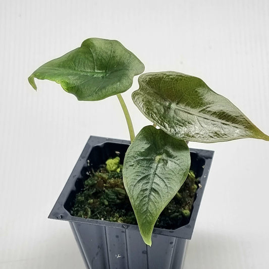 Alocasia Chantrieri REVERTED