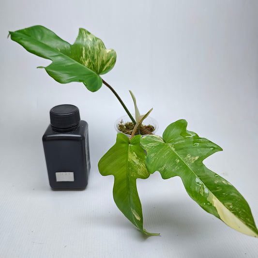 Philodendron squamiferum X P. Florida Beauty Variegated