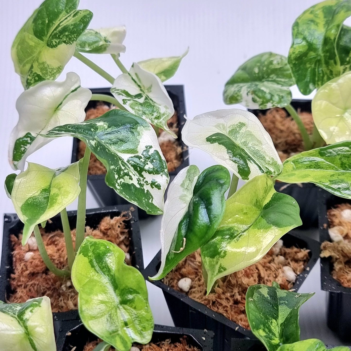 Alocasia Dragon Scale Variegated