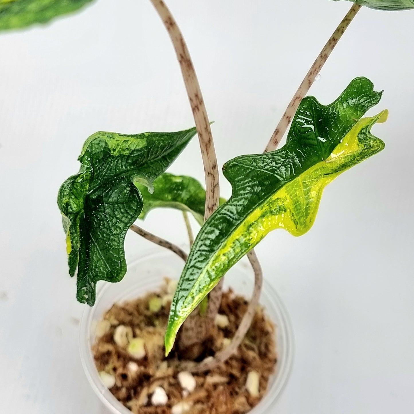 Alocasia Jacklyn Aurea Variegated