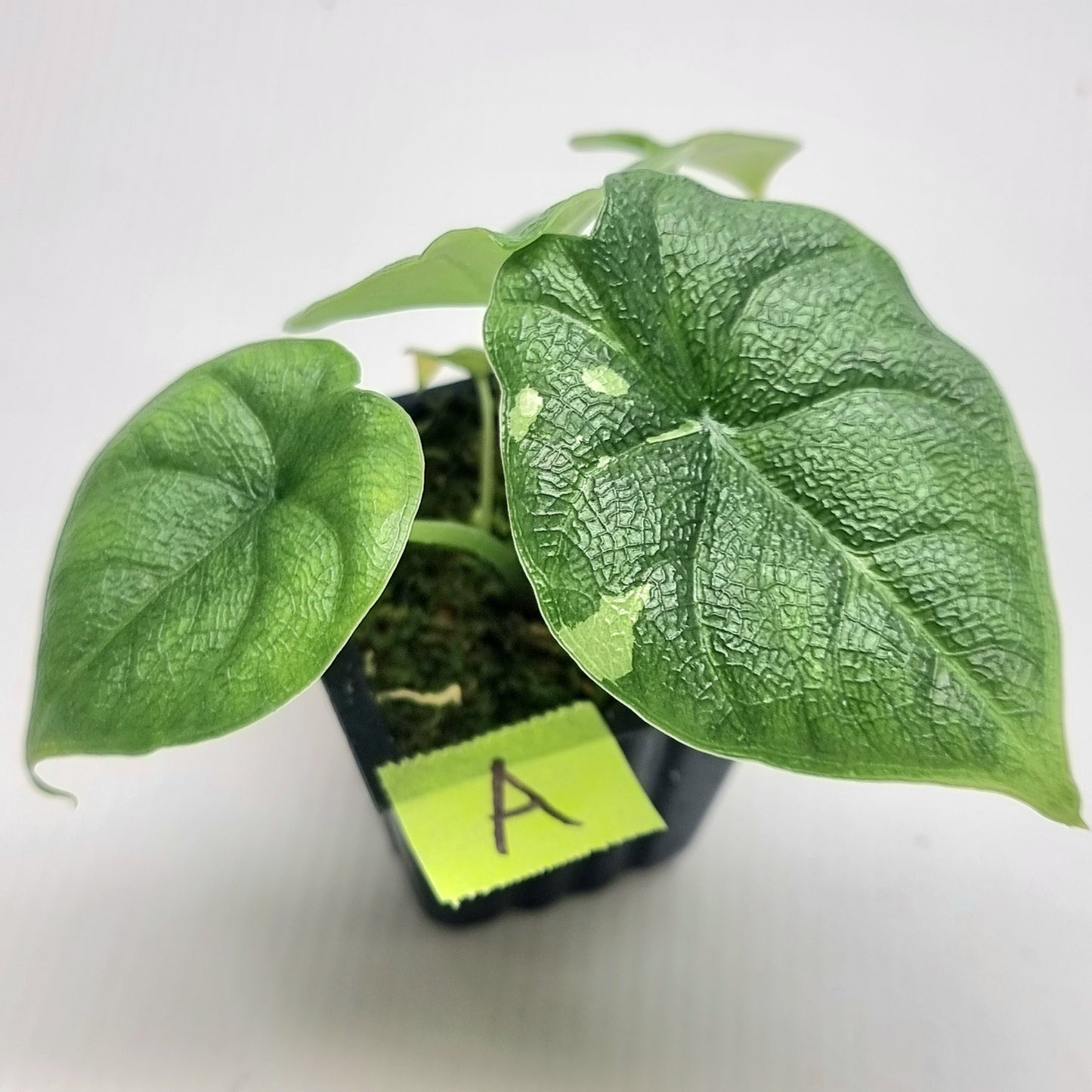 Alocasia melo Albo Low variegated