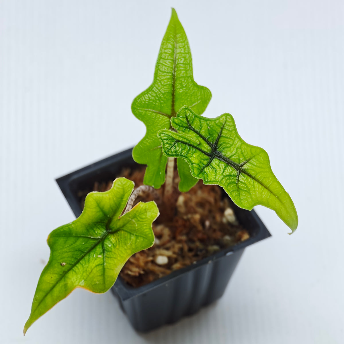 Alocasia Jacklyn Reverted