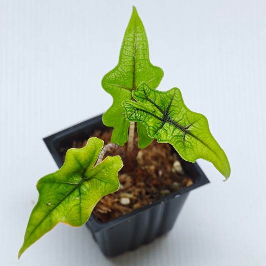 Alocasia Jacklyn Reverted