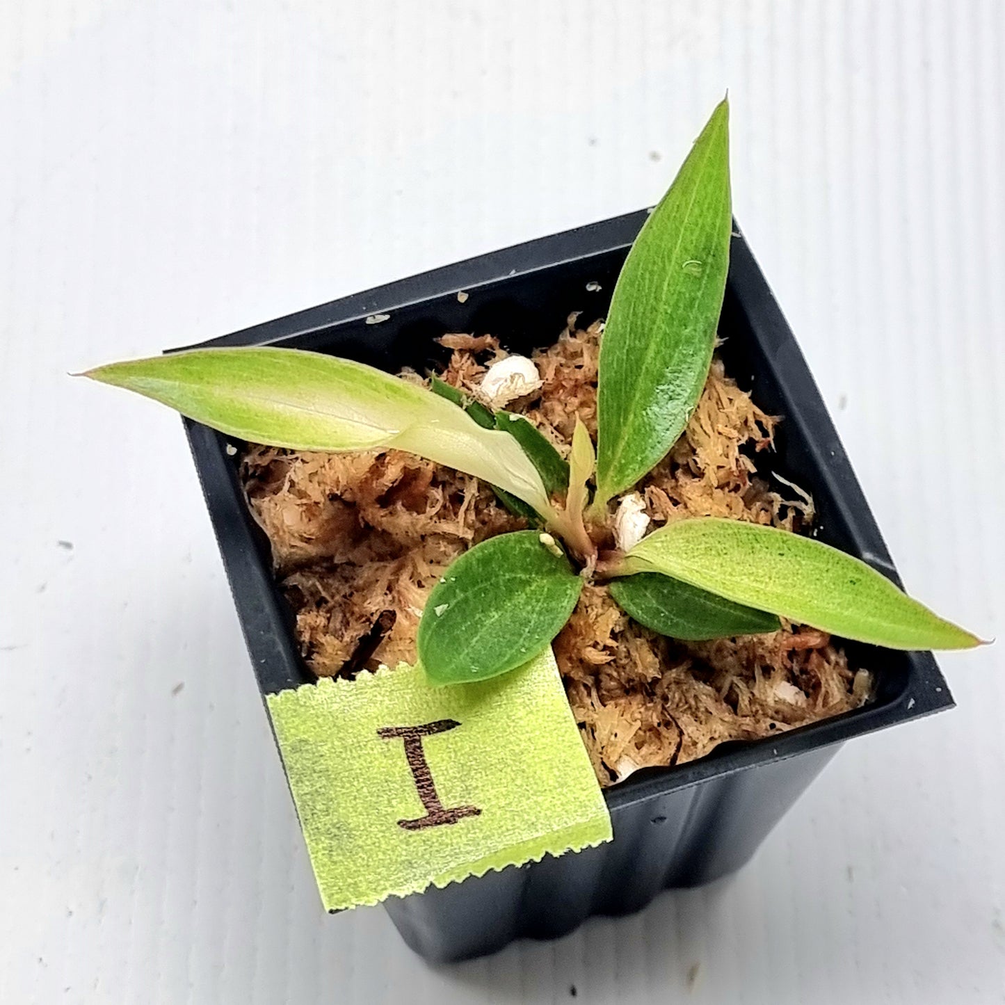 Philodendron Caramel Pink Mint / Strawberry Mint