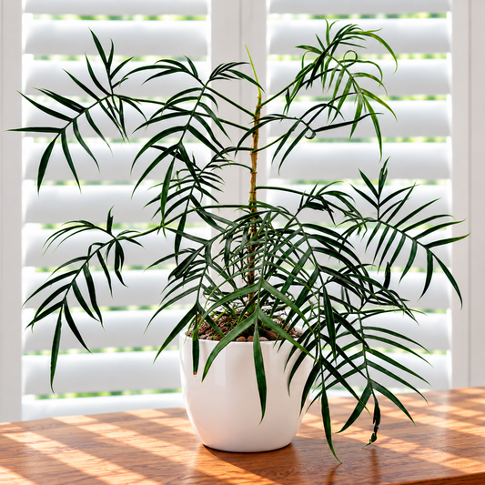 Philodendron polypodiodes PRE-ORDER - Tissue culture in bag  (1plant/bag)