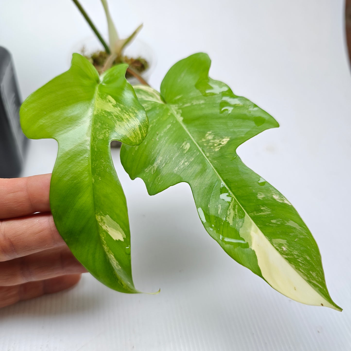 Philodendron squamiferum X P. Florida Beauty Variegated