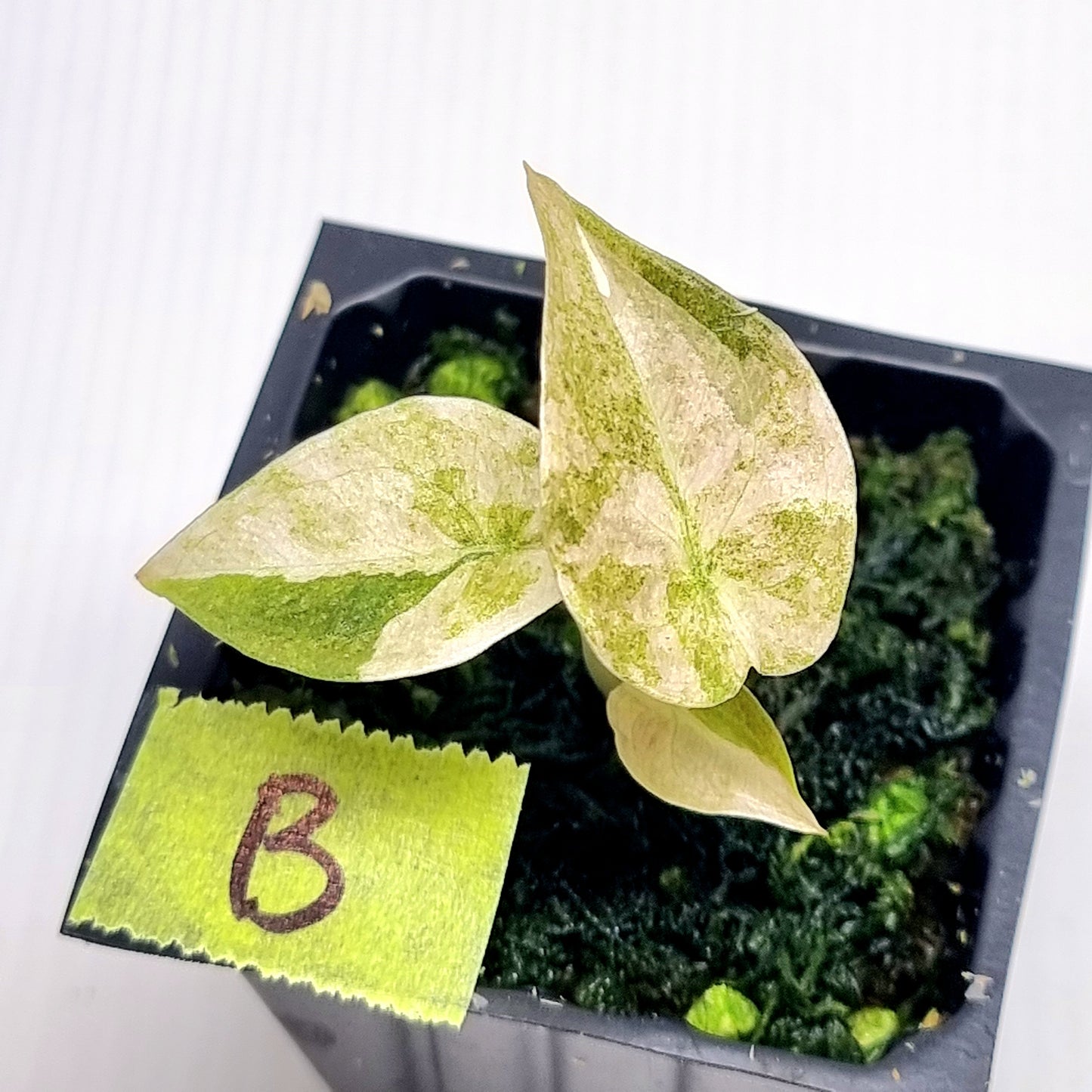 Alocasia cuprea Variegated